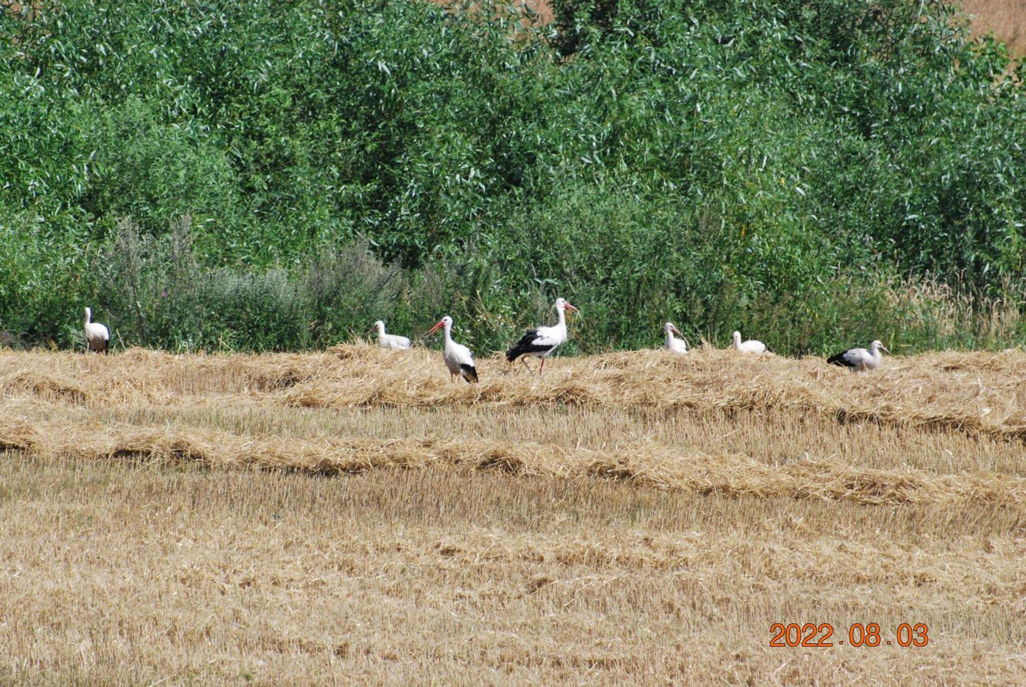 فيلا Siedlisko Na Gorce Zalec المظهر الخارجي الصورة
